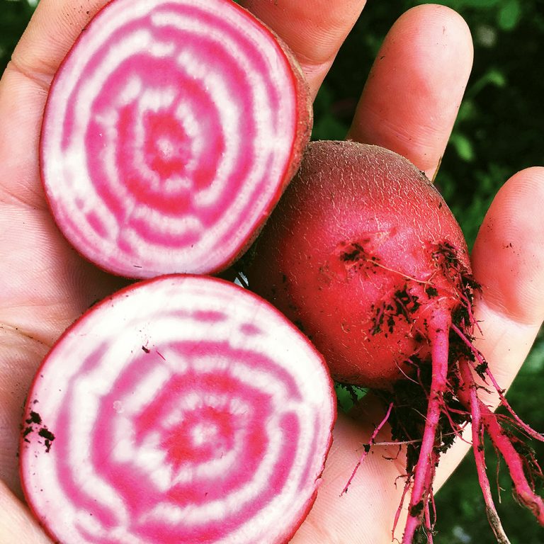 Beetroot Chioggia Plug Plants To Grow Order Online Rocket Gardens