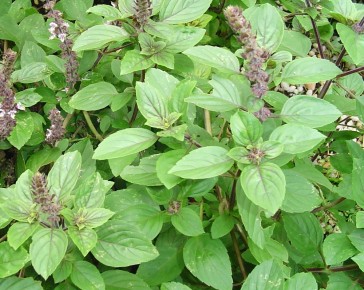 African Blue Basil