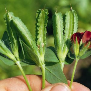 Asparagus Pea