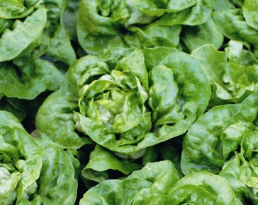 Buttercrunch Lettuce