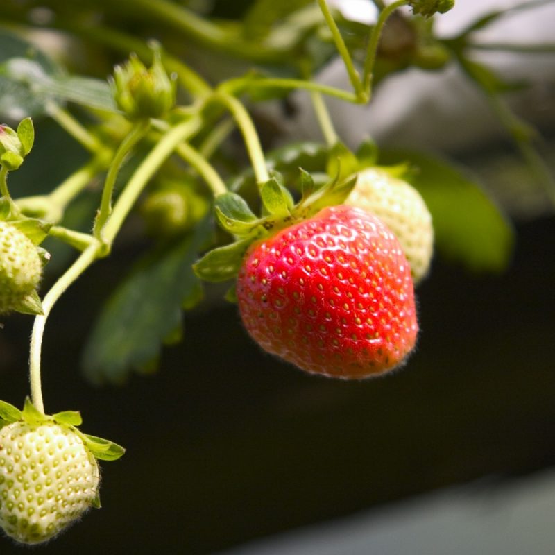 Cambridge Favourite Strawberry