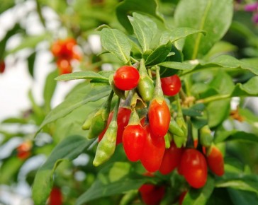 Goji Berry