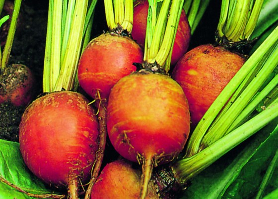 Golden Beetroot