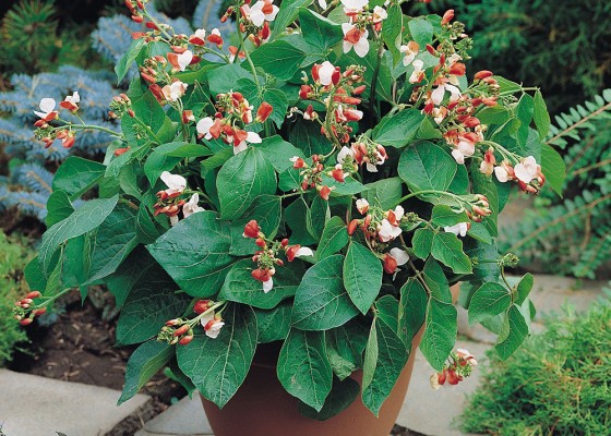 Hestia Dwarf Runner Bean