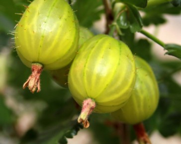 Invicta Gooseberry Bush