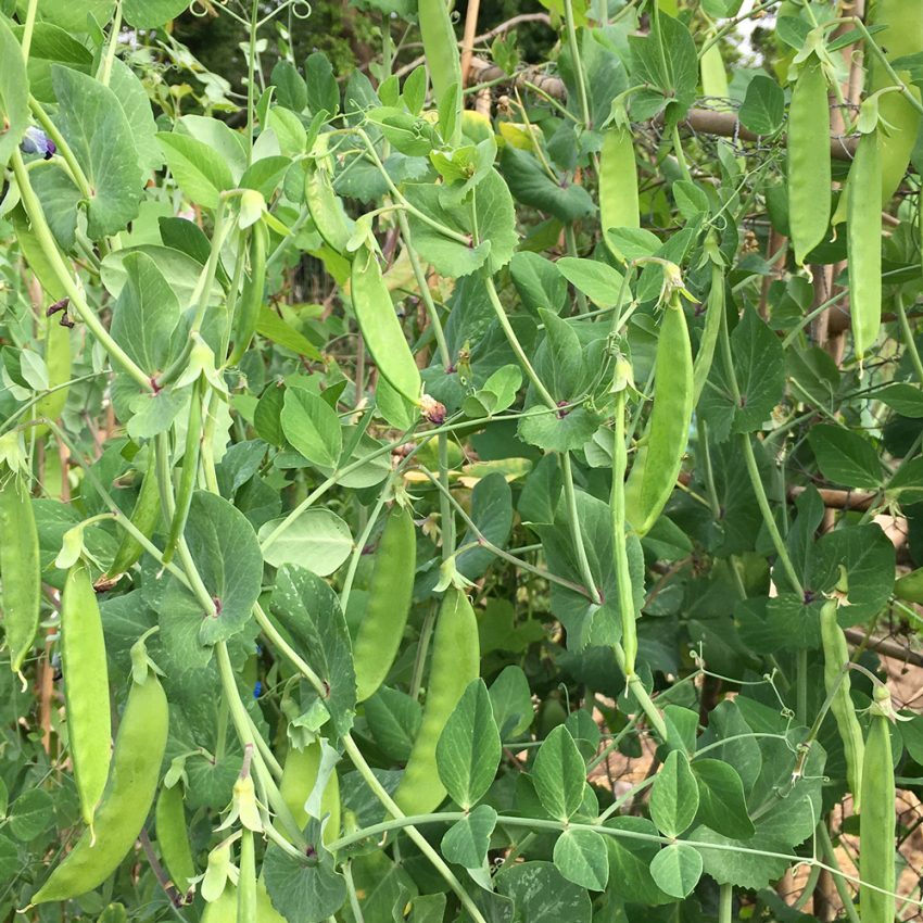 Mangetout Peas - Carouby de Mausanne - Plug Plants - Order Online