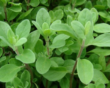 Marjoram