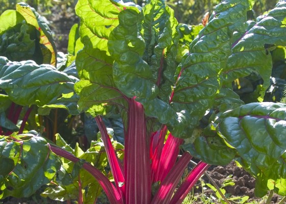 Rainbow Chard