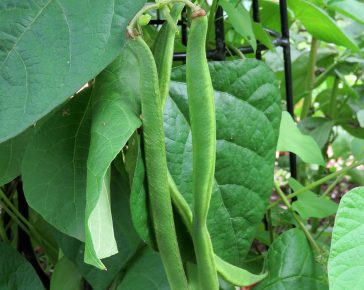 runner beans