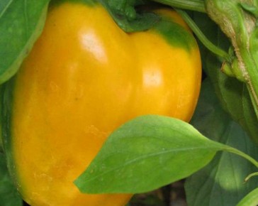 Sweet Pepper D'asti Giallo