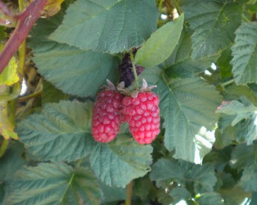 Tayberry Plant