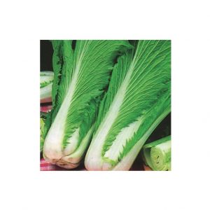 Wong Bok Chinese Cabbage