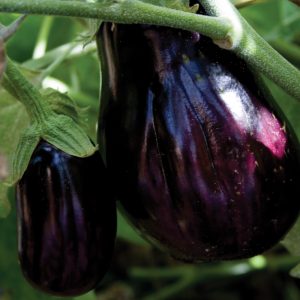 aubergine