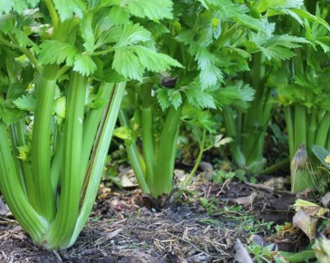 celery