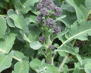 purple sprouting broccoli