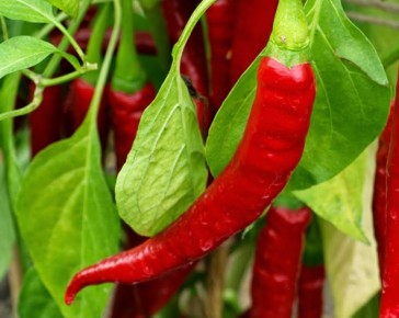 ring of fire chilli