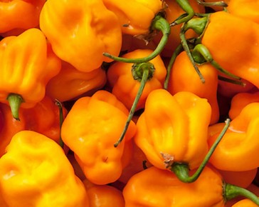 scotch bonnet pepper