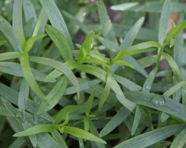 tarragon