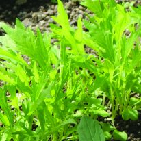 Wild Rocket - Organic Plug Plants | Order Online - Rocket Gardens