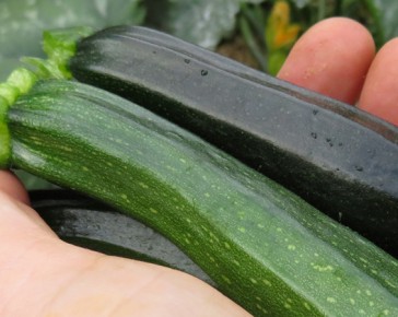 Courgettes