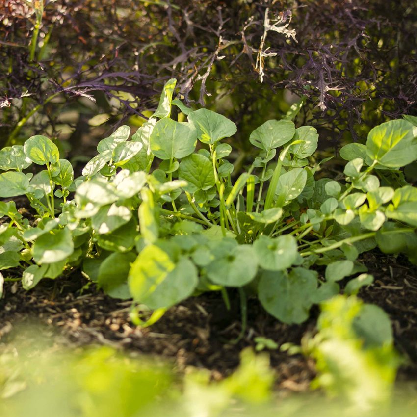 Land Cress (Autumn) - Grow Your Own Salads for Autumn & Winter