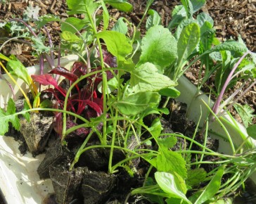 october kitchen garden