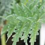 Cardoon Leaves