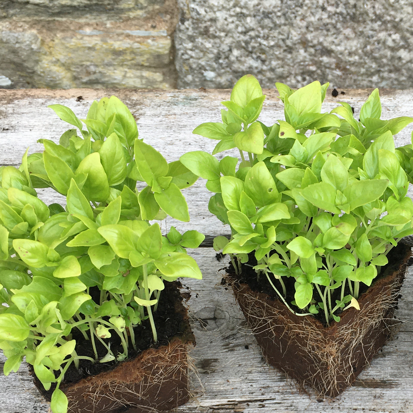 British Basil Herb Plug Plants Rocket Gardens