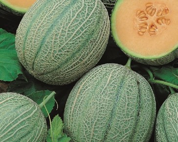 Melon