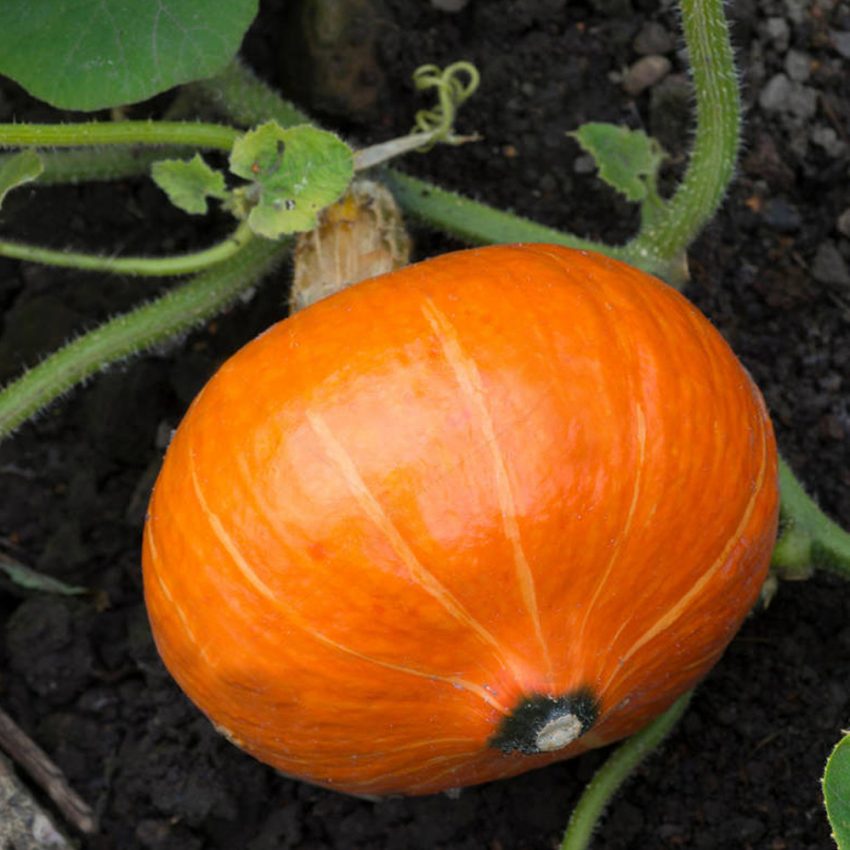 Pumpkin & Squash Patch - Plug Plant Collection - Order Online