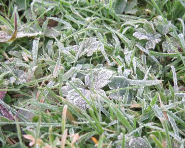 frosty morning