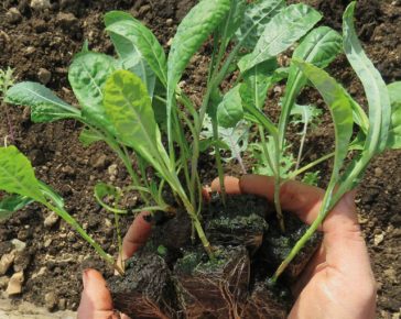 grow-your-own-kale