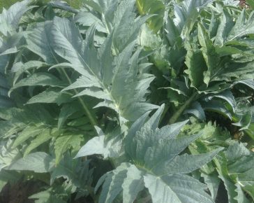 globe artichokes