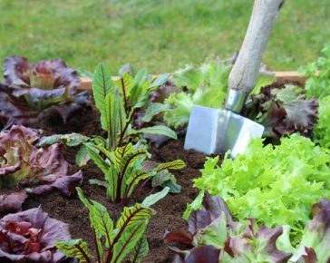 Salad Planter