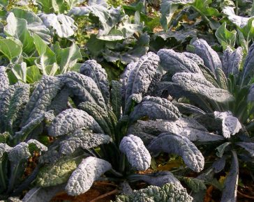 family favourites year round veg patch