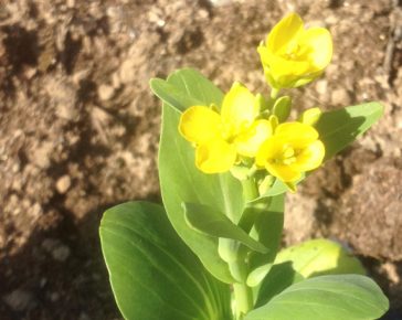 pak choi bolted