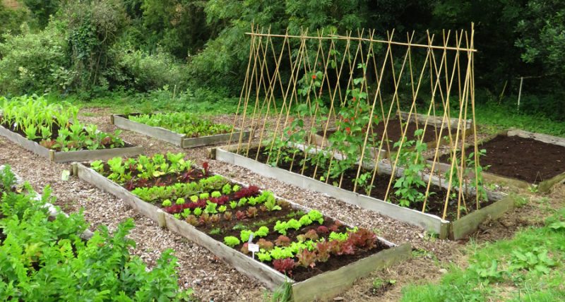 How to make space for Autumn veg