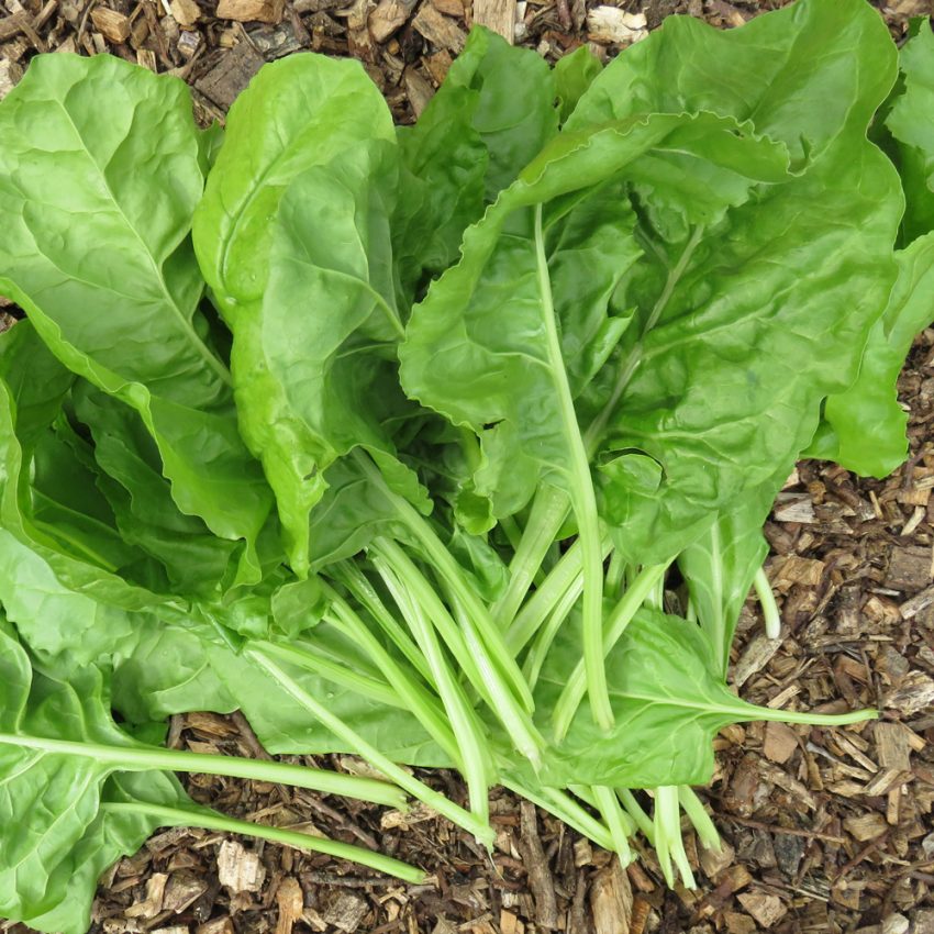 Spinach - Perpetual - Organic Plug Plants to Grow | Order Online