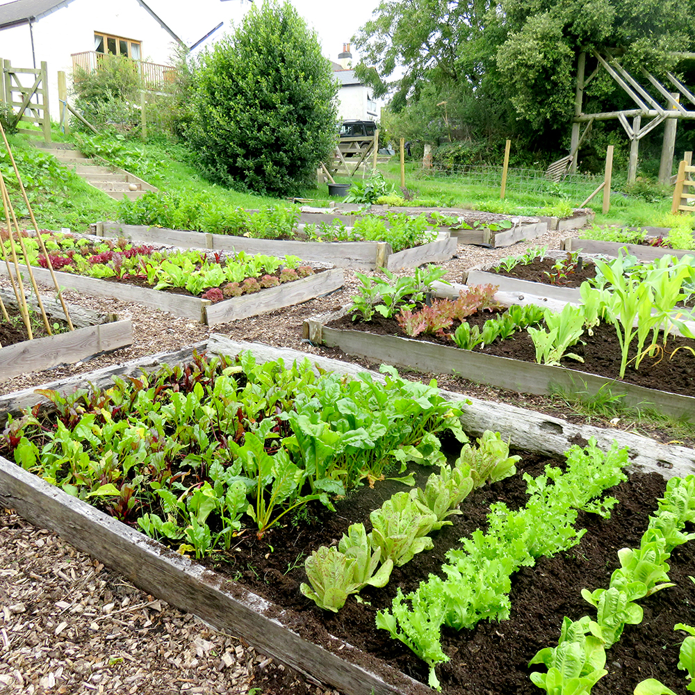 Lettuce - Little Gem - 10 Plug Plants | Order Online - Rocket Gardens