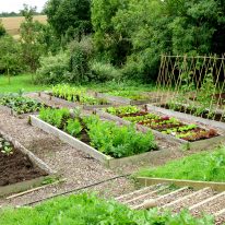 Large Year Round Veg Patch