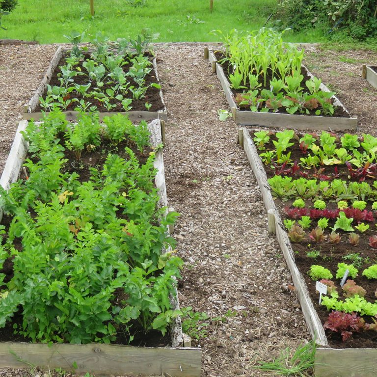 Family Favourites Year Round Veg Patch