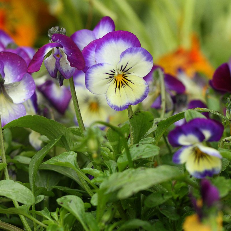 Viola Plug Plants from Rocket Gardens | Order Online