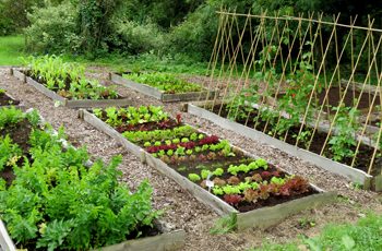 Rocket Gardens | Fruit, Herb, Veg & Salad Gardens