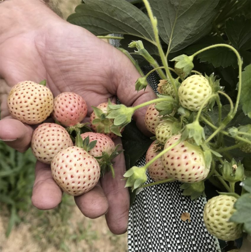 Strawberry Plants - Snow White (mid season) - Rocket Gardens