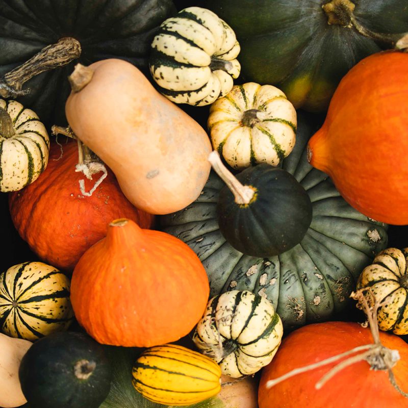 Pumpkin & Squash Patch - Plug Plant Collection - Order Online