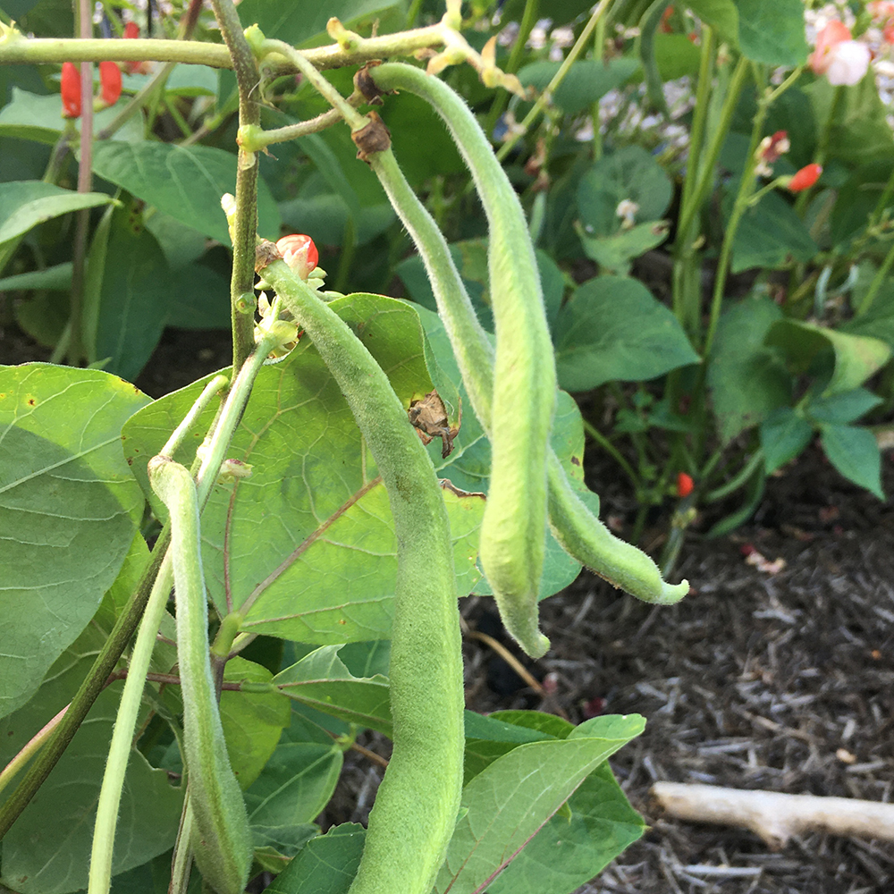 Dwarf Runner Bean - Hestia - Plug Plants for Small Plots