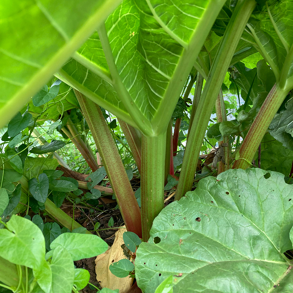 1 Rhubarb Plant - Victoria - Fruit Plants from Rocket Gardens