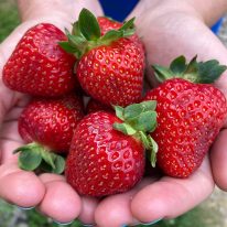 Strawberries Throughout the Season - Strawberry Plants to Grow