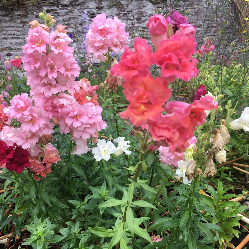 Larkspur - 10 Plug Plants