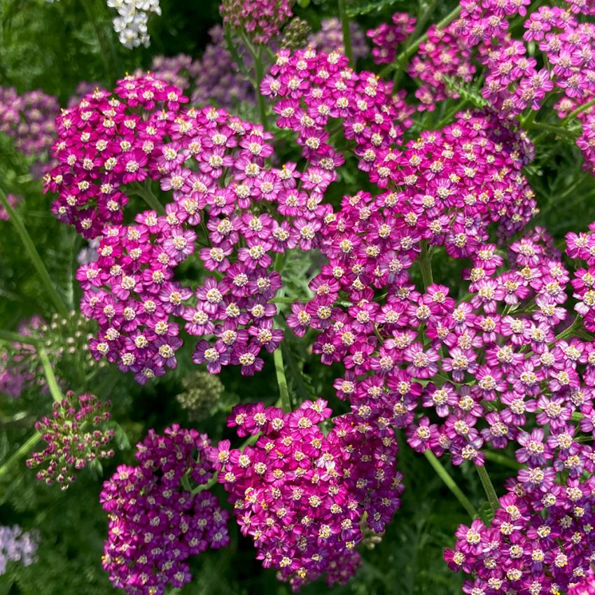 Achillea (Yarrow) - Milefolium Cerise Queen - 10 Plug Plants